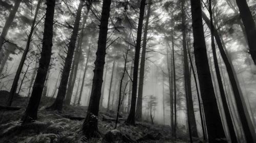 foggy forest black and white images