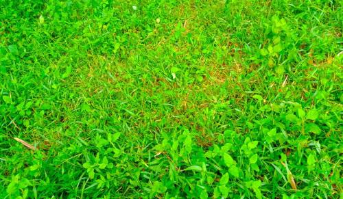 green grass background free download