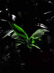 green plant in night background