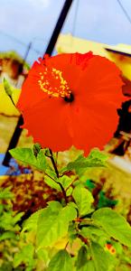 hybrid hibiscus varieties flower