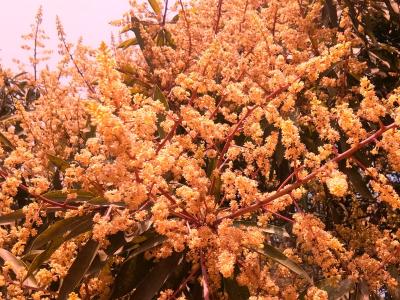 mango flower