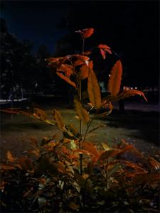 pictures of plants looking in night