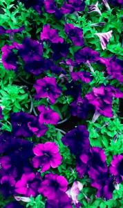 purple flower background