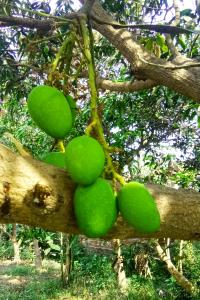 raw mango tree for photoshop editing hd online