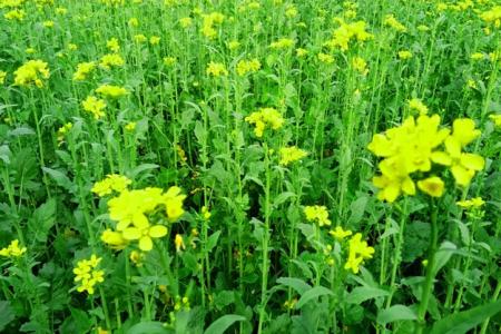 sarso flower mustards mustard plant family green  background nature background