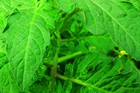 tomato tree plant leaf green background nature background