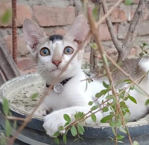 white beautiful cute cat images