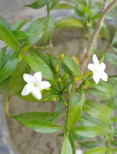 white flower with green leave picture