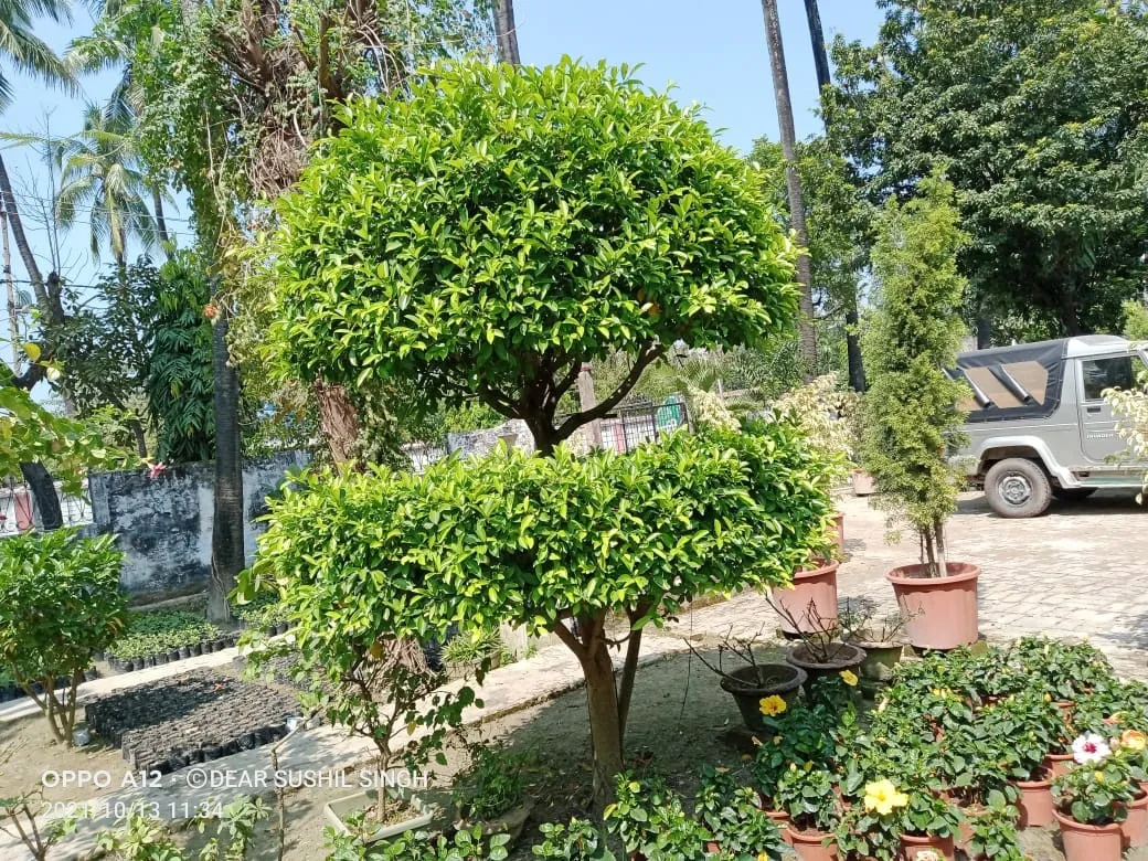 Best Garden Background & Images