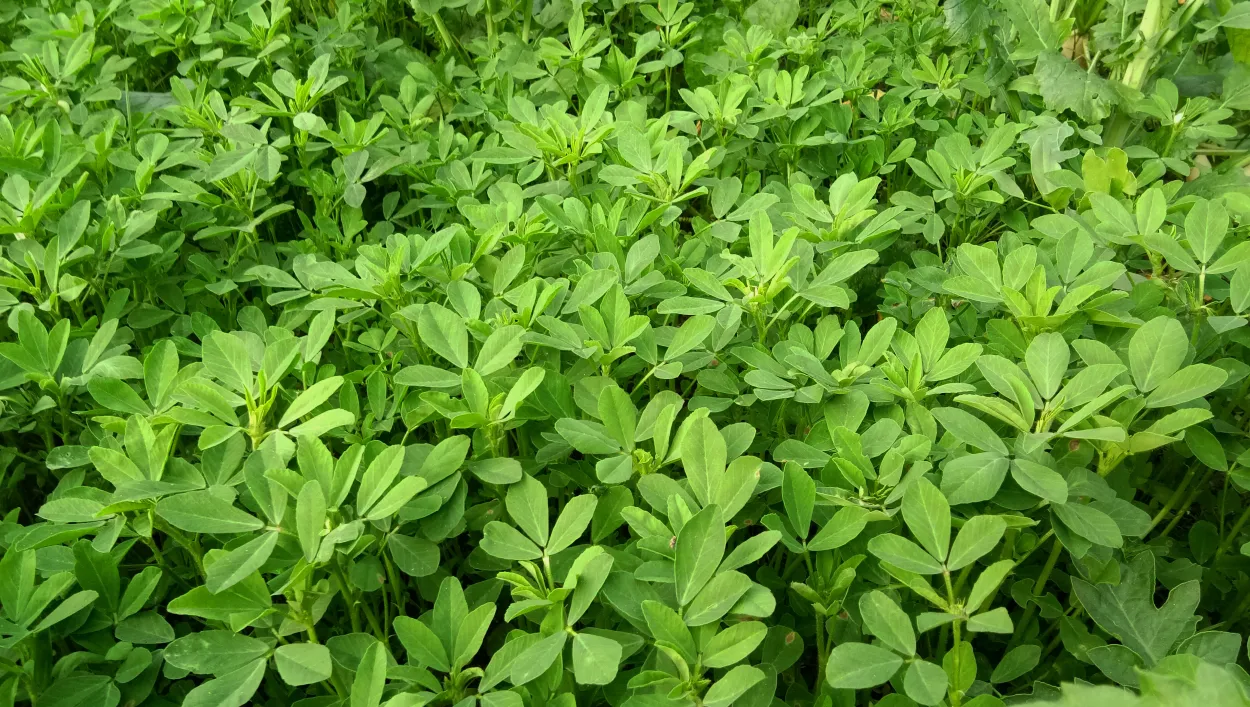 Fenugreek Methi Plant Leafs Green Background Nature Background