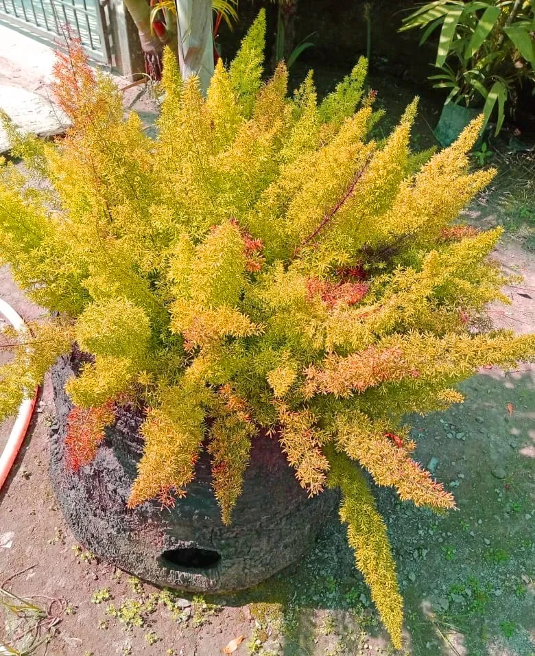 Garden Background Pictures