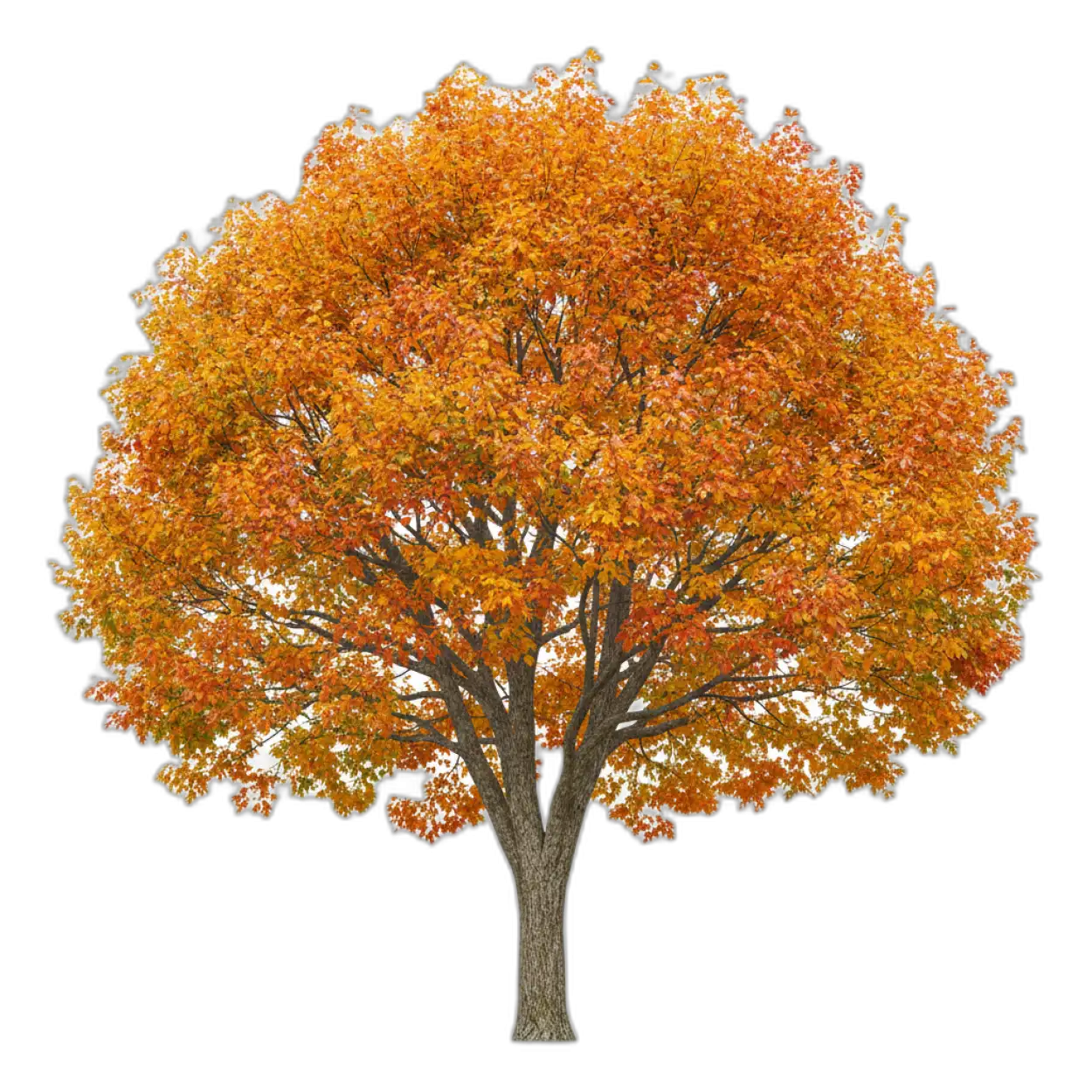 artistic tree png