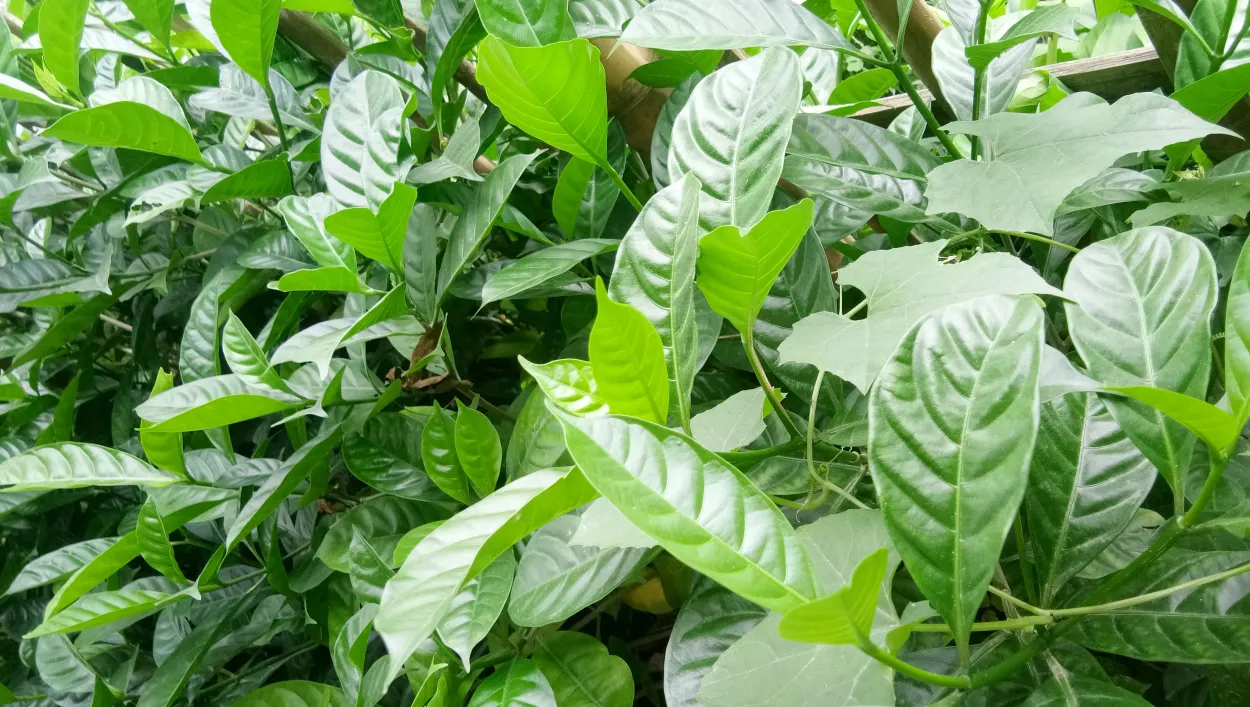 Beautiful Green Flower Leaves Background Images
