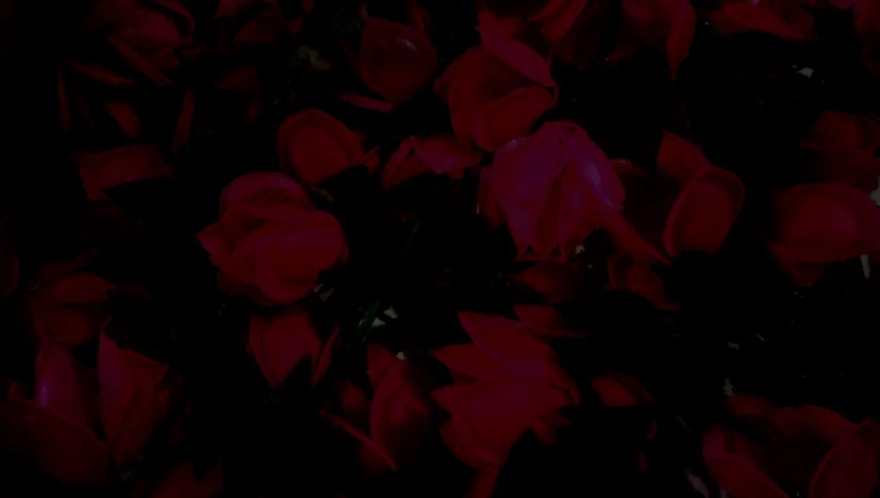 Black Background with Rose