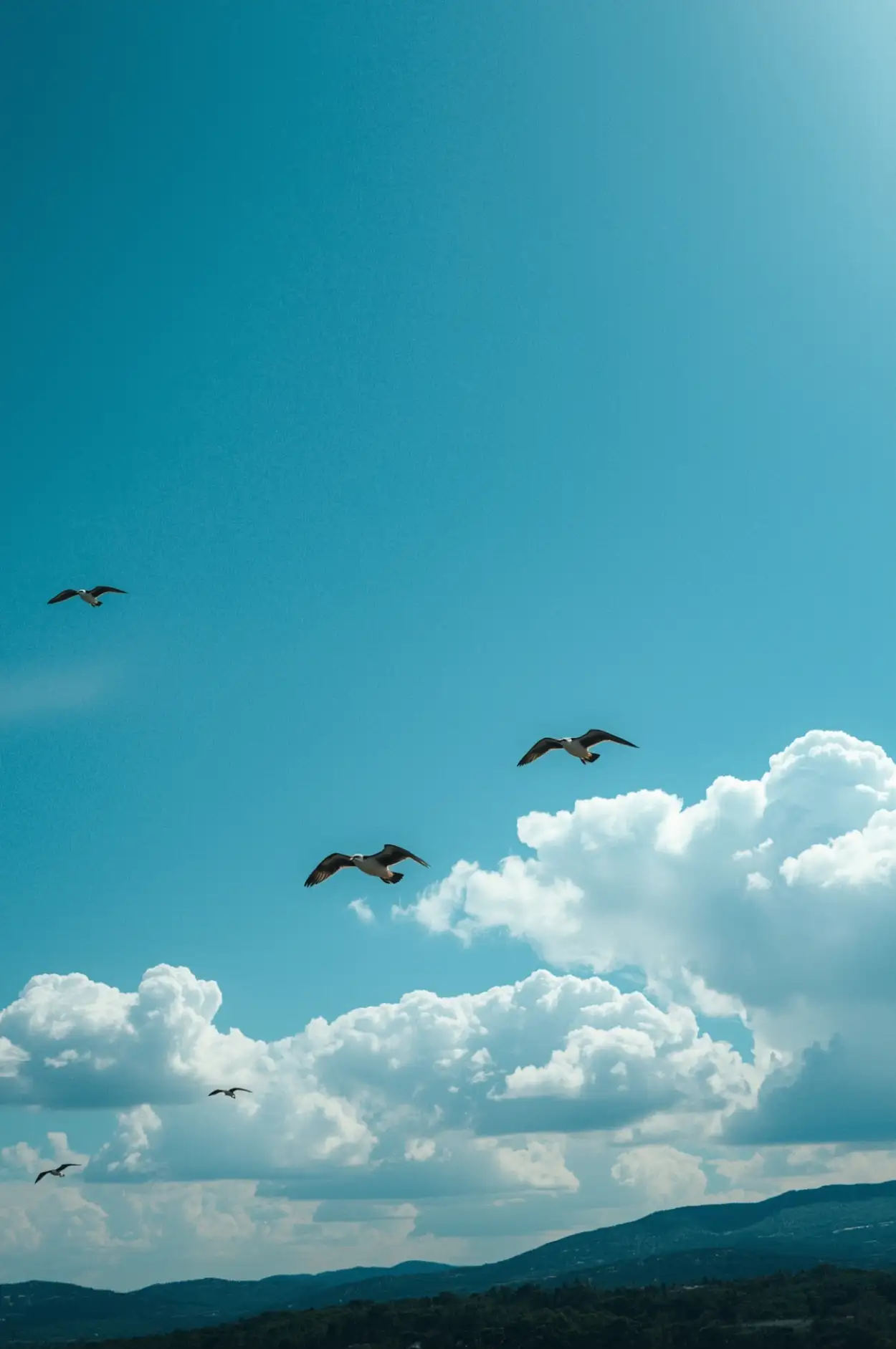 blue picture sky with birds flying