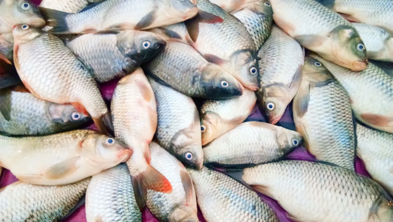 Fish White Background Nature Background