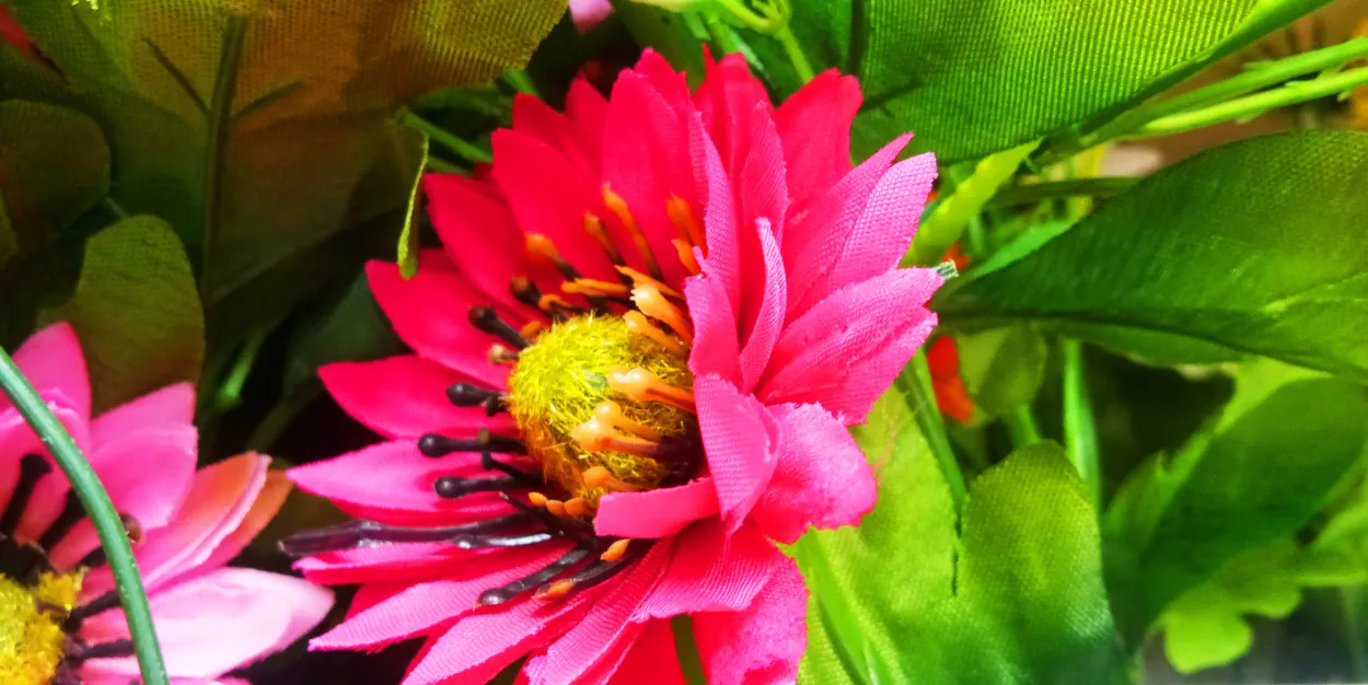 Flower Images Wallpapers Background hd Images