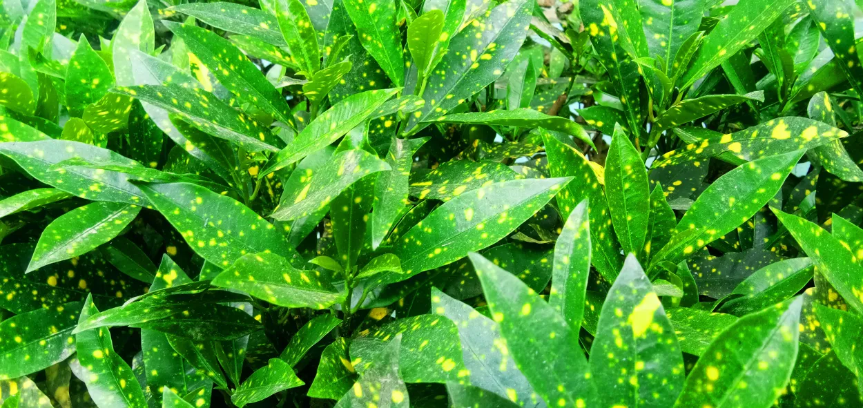 Free Wallpaper 4k New Wallpaper hd Green Background