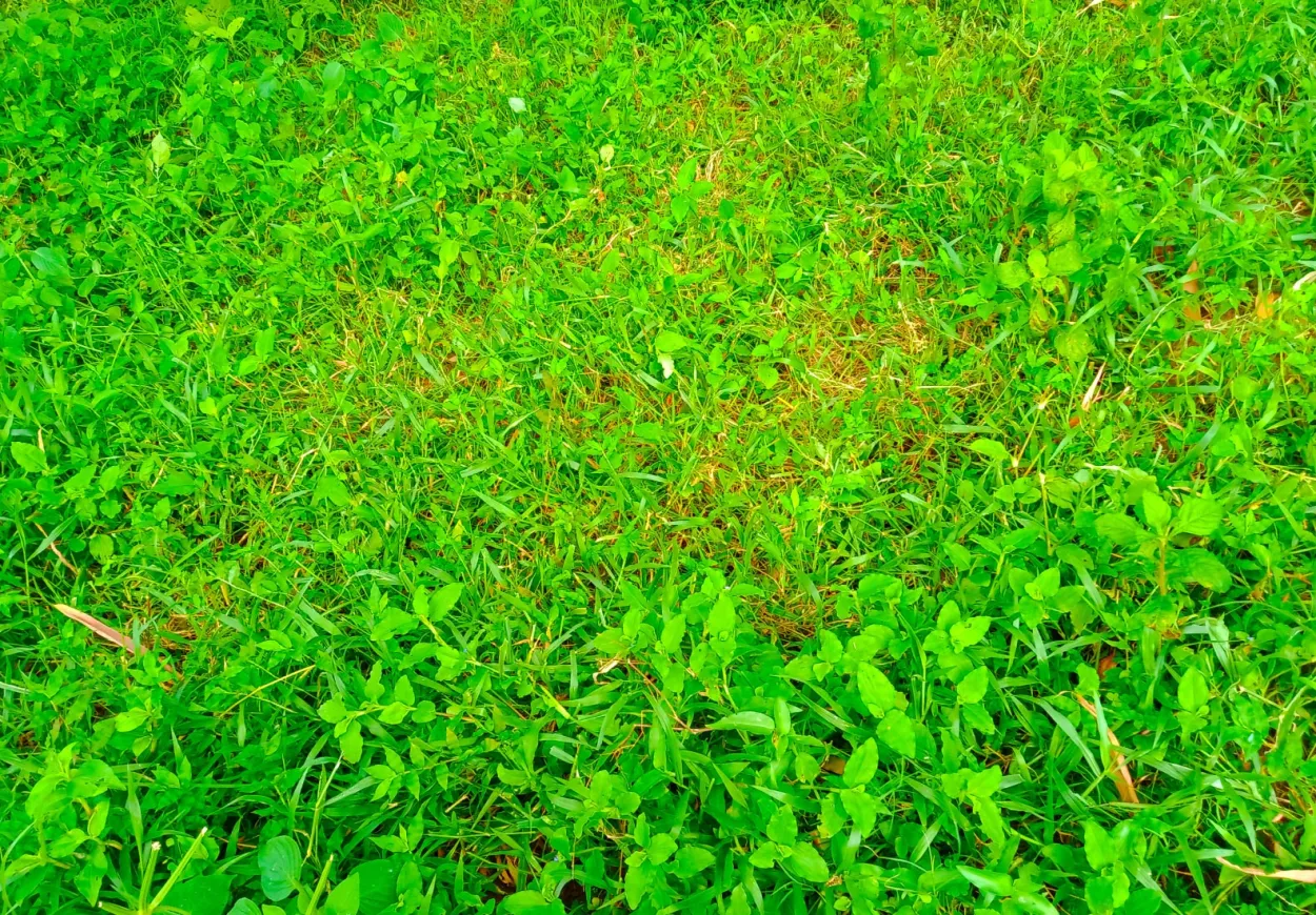 Green Grass Background Free Download