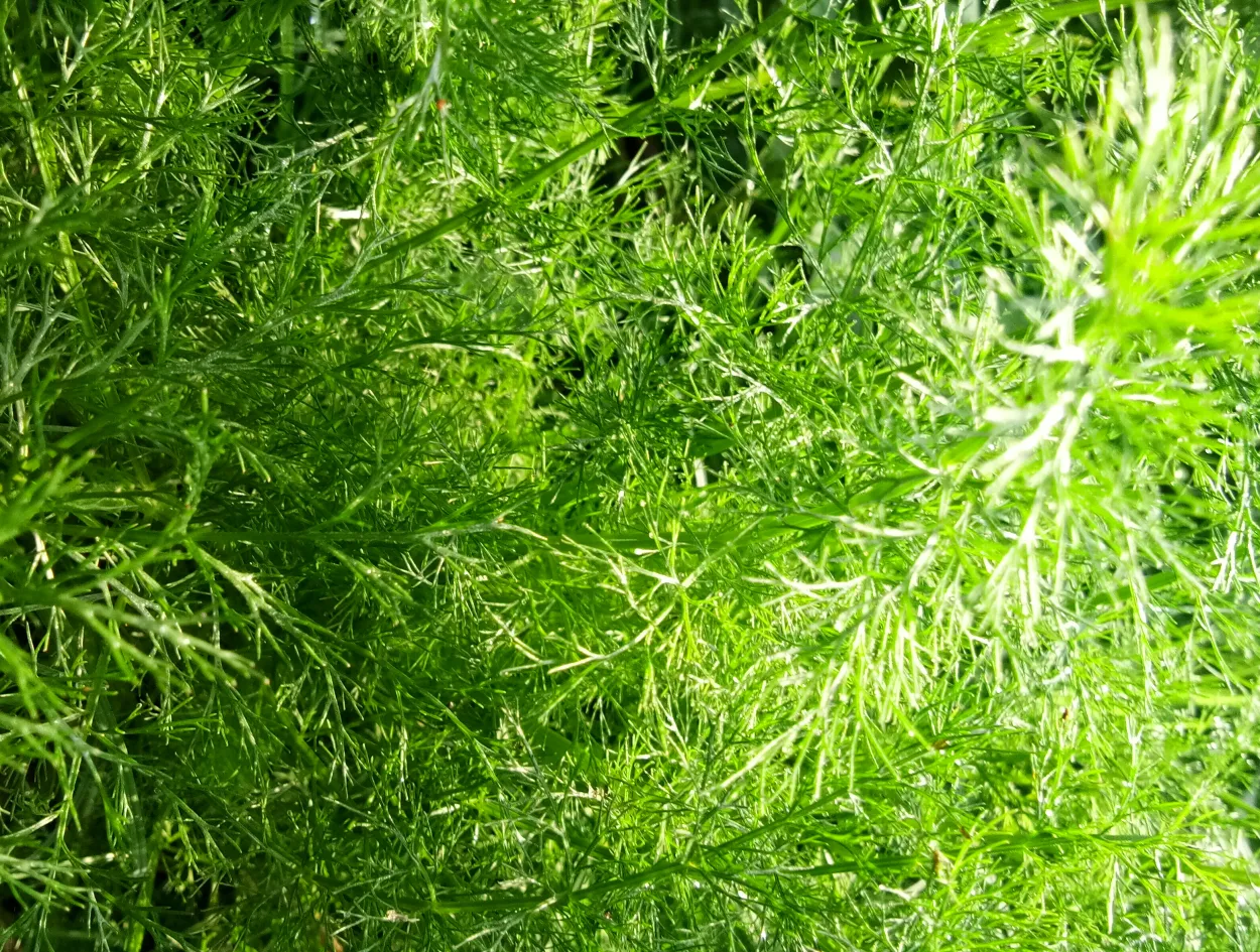 Green Grass Background hd