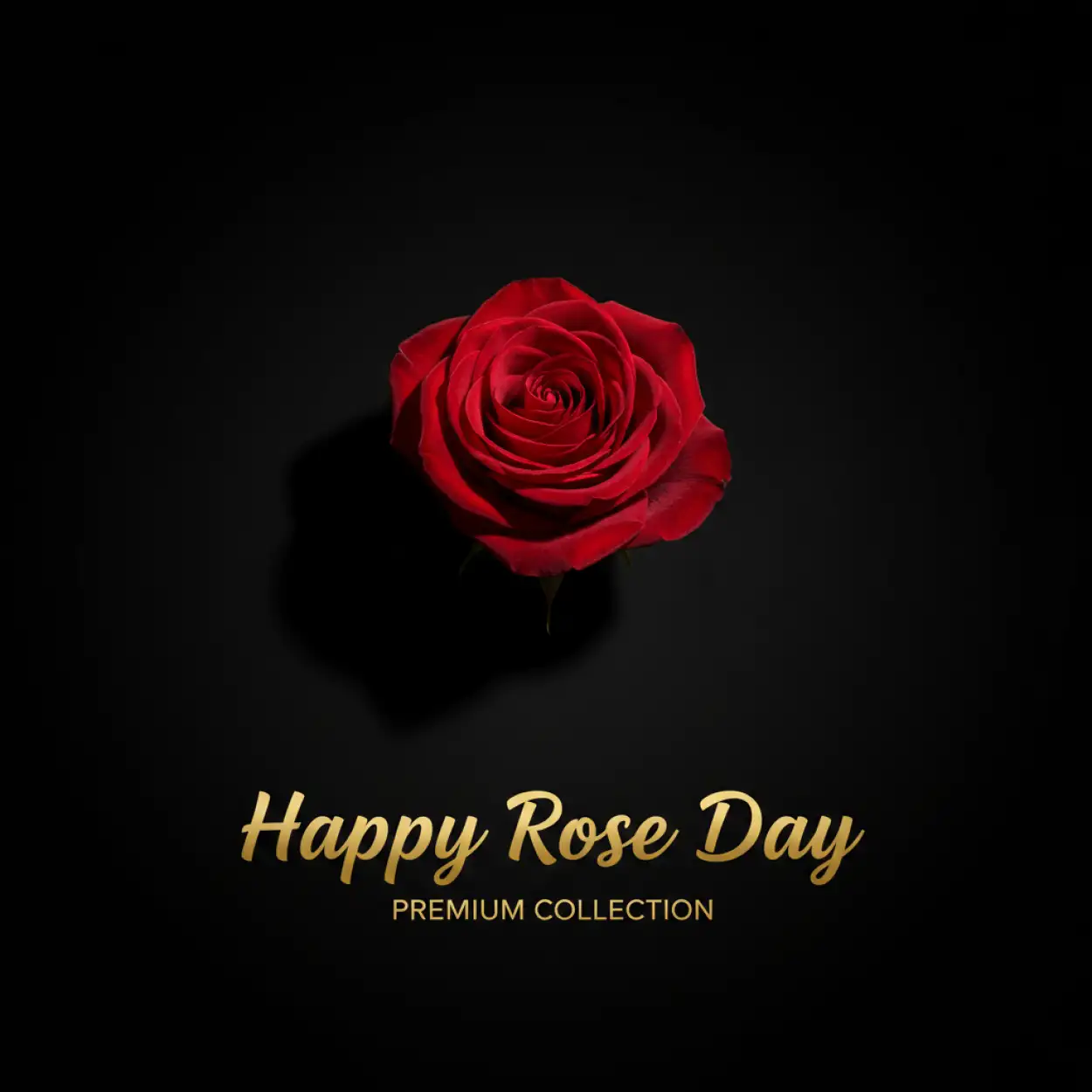 happy rose day whatsapp dp