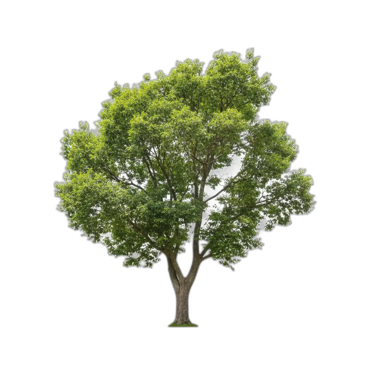 high resolution png tree cutout for banner poster and flex design