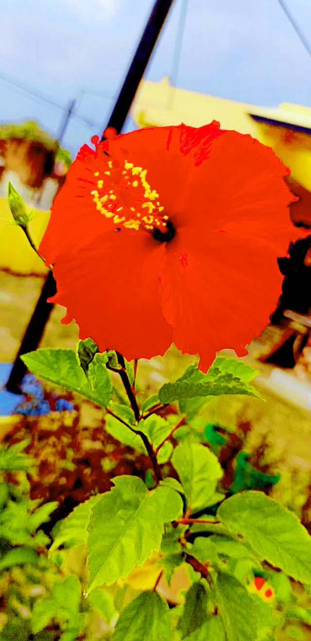 Hybrid Hibiscus Varieties Flower - Royalty Free Flower Image | Pngmagic Free Download Hybrid Hibiscus Varieties Flower - High Quality Flower Background