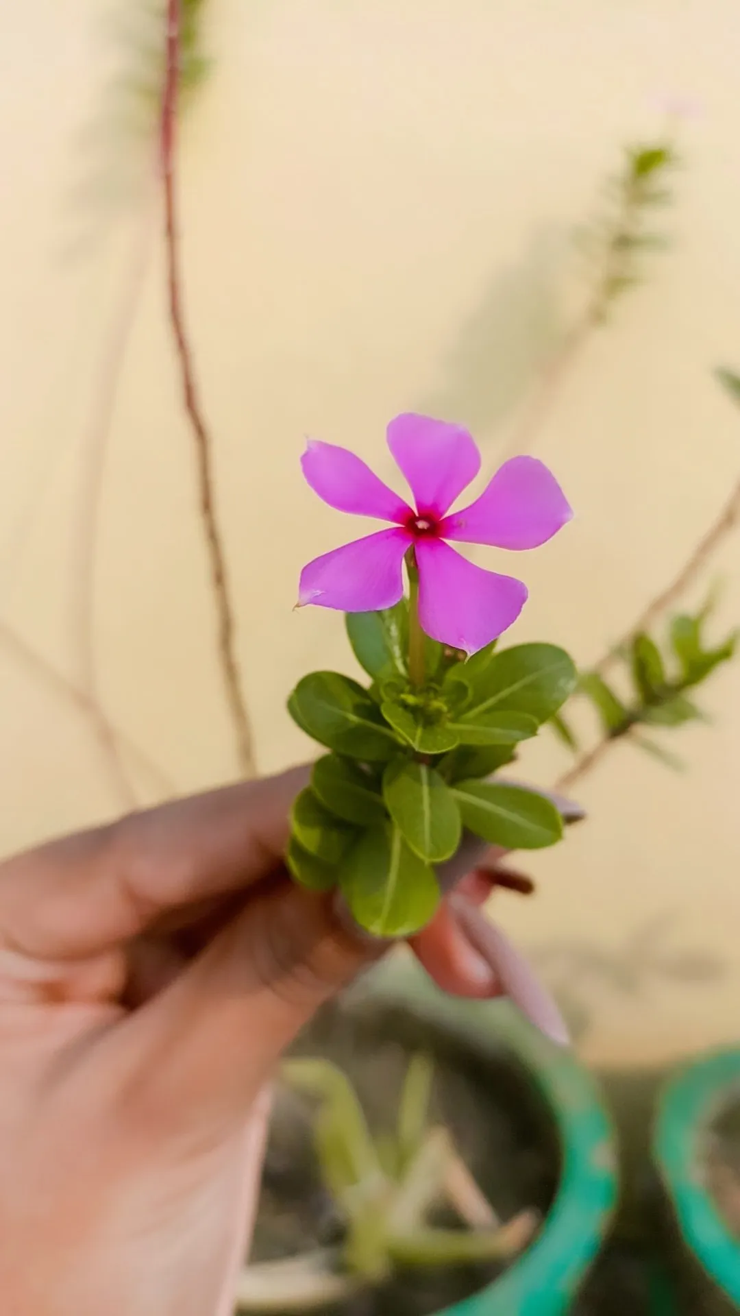 Free Download Lili Flower Tree Background - High Quality Lili Flower Background Image