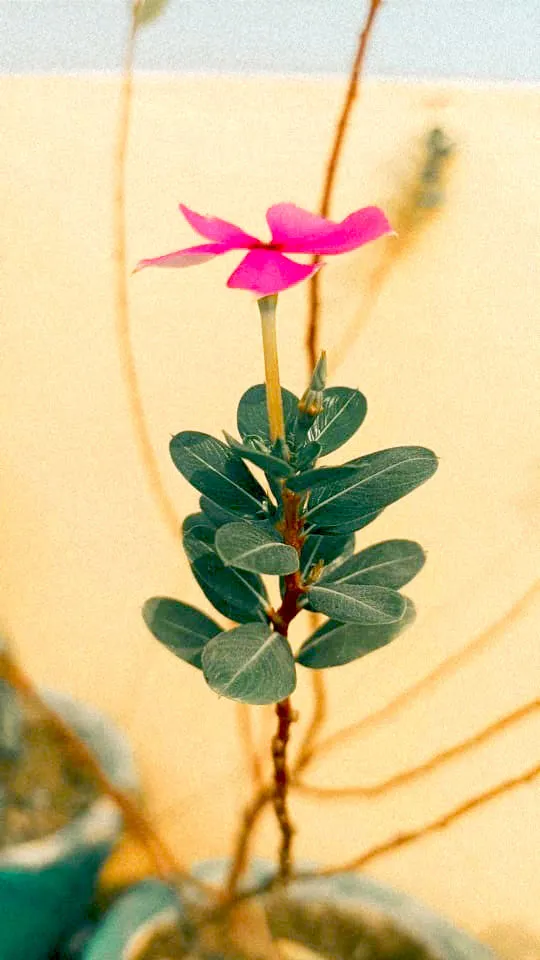 Lili Flower Tree - Royalty Free Lili Flower Image | Pngmagic Free Download Lili Flower Tree - High Quality Lili Flower Background