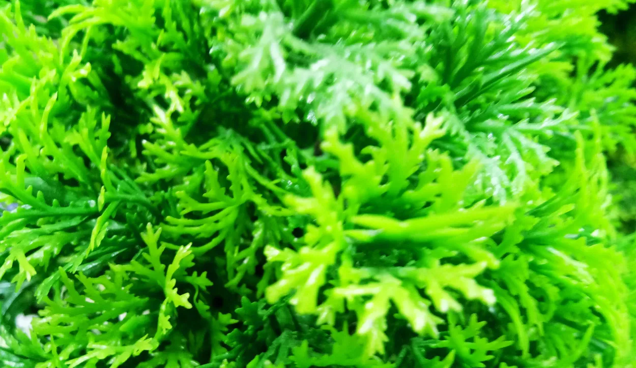 Nature Background Best Wallpaper hd Green Background