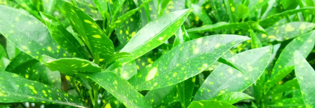 Nature Background Green Background Beautiful Wallpaper