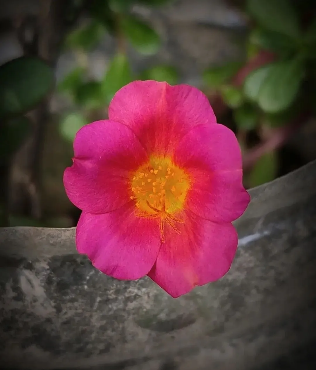Free Download Pink And Red Flower - High Quality Pink Flower Background