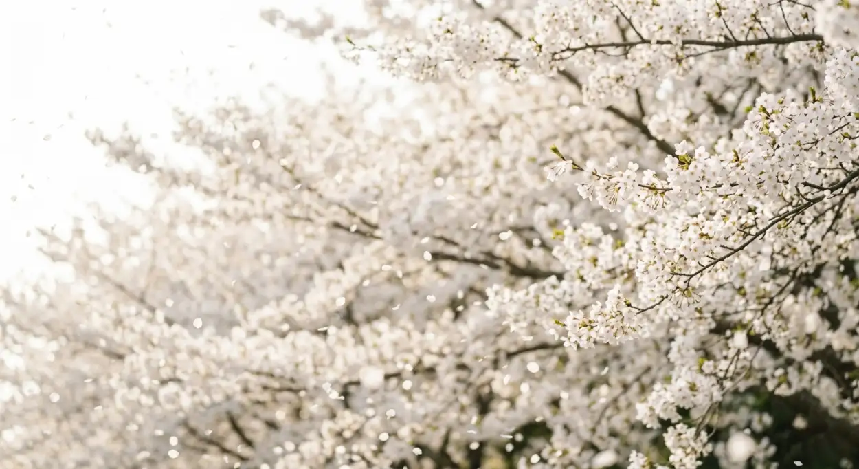 Free Download Plain White Background Desktop Wallpaper - High Quality Plain White Background Hd Background Image