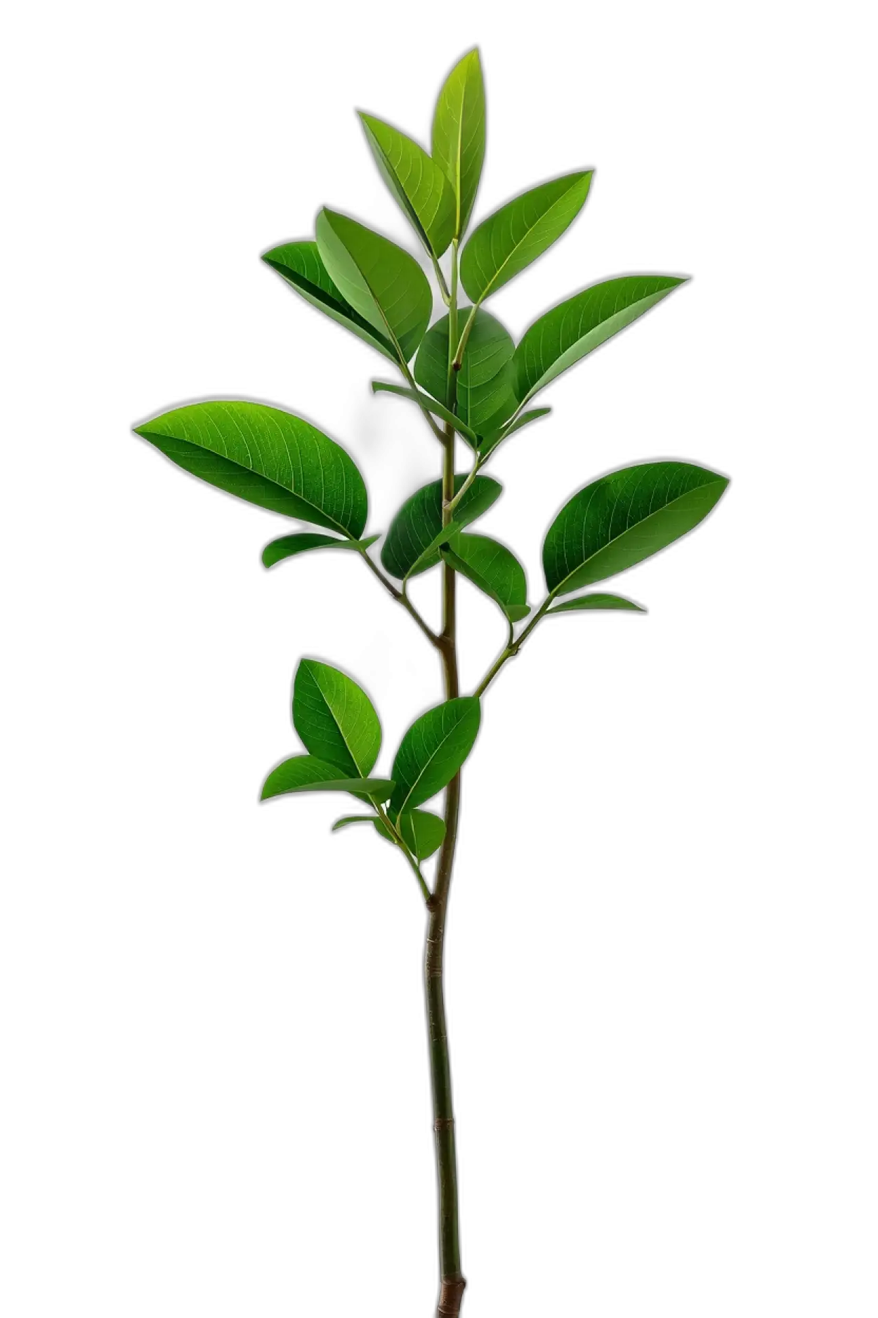 professional tree png