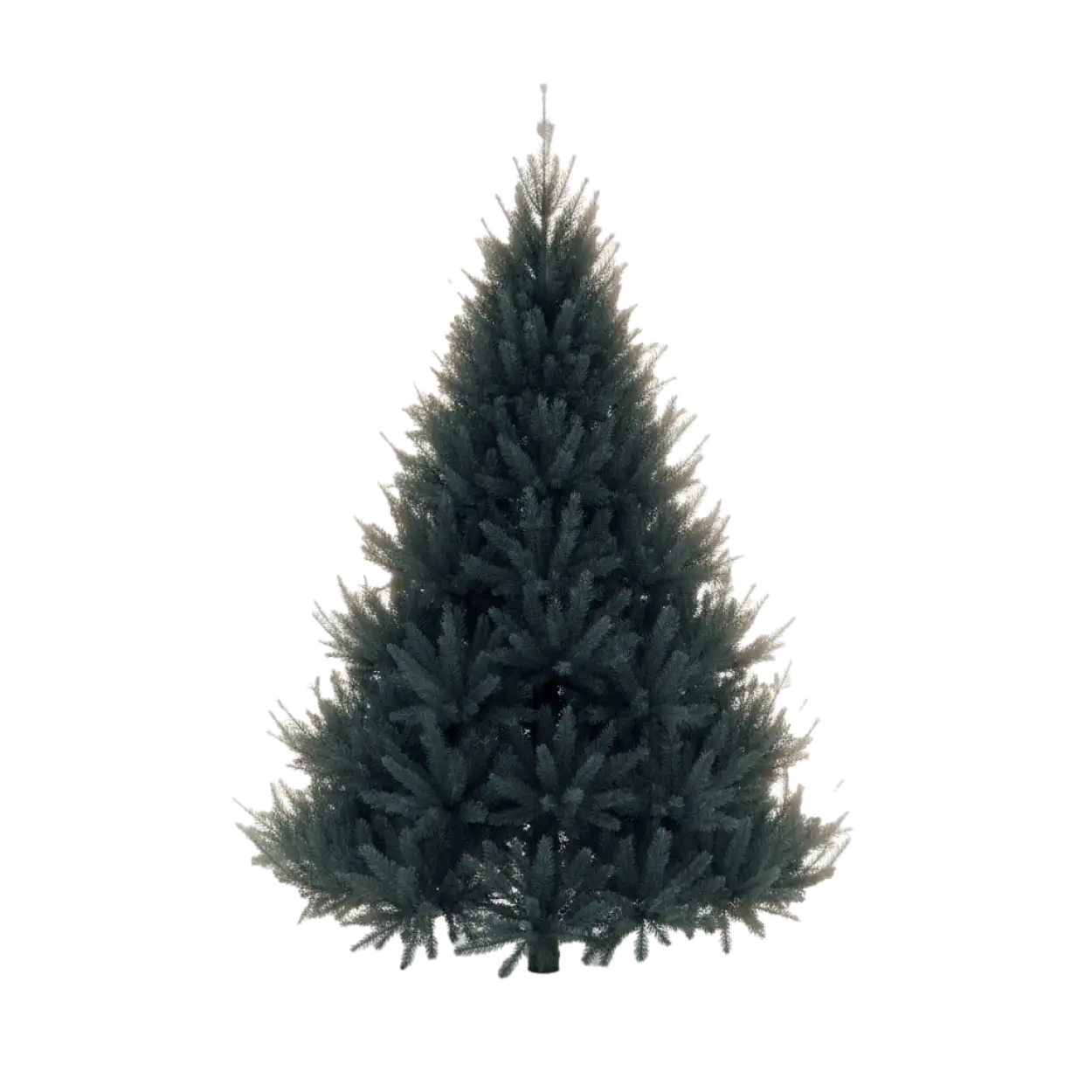 Realistic Christmas tree PNG without ornaments