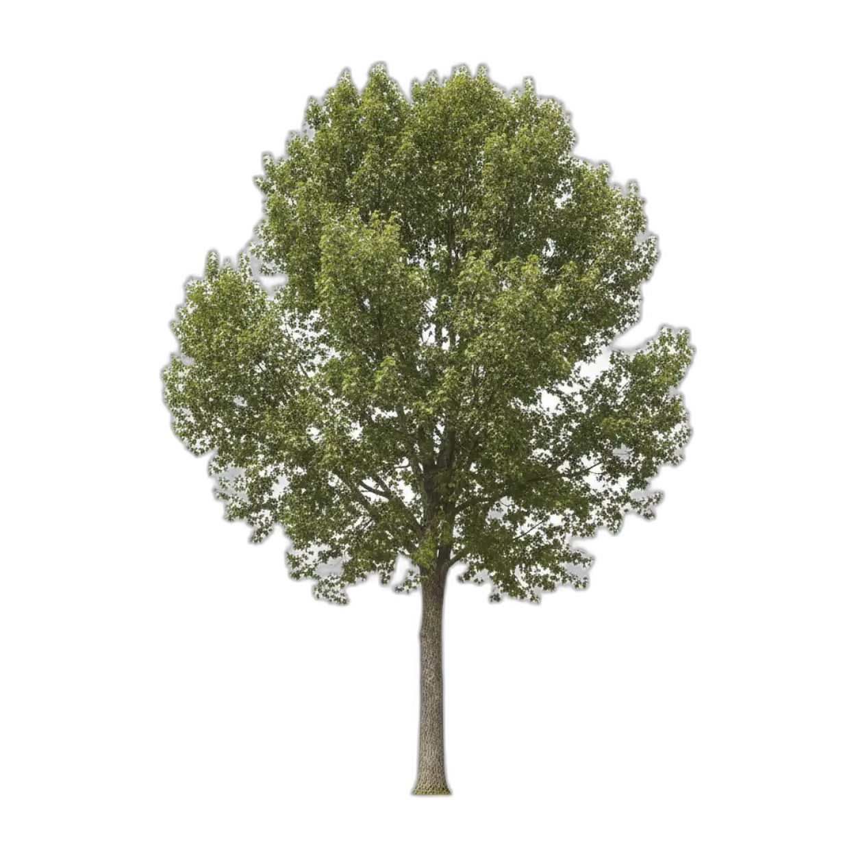 realistic tree png transparent