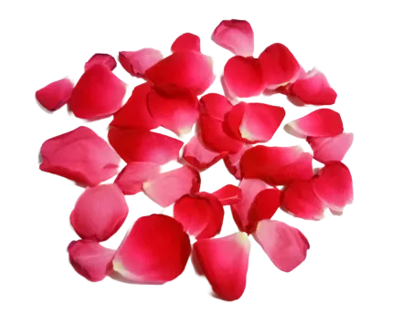 Red Rose Petal Leaf Transparent PNG Background