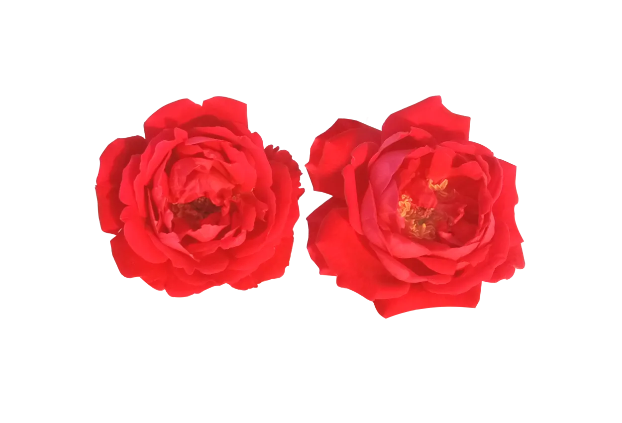 Red Rose png Image