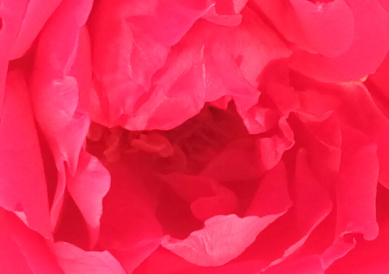 Red Roses Background Images