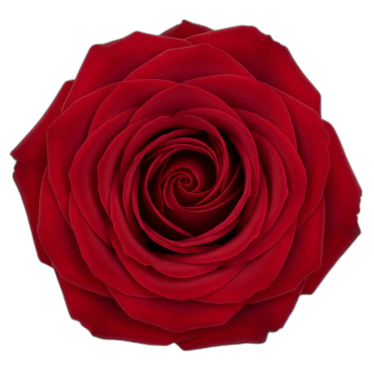 rose png corner decoration