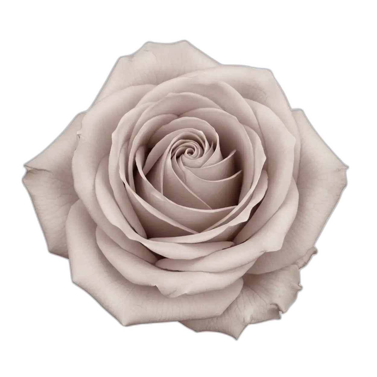rose png floral background transparent