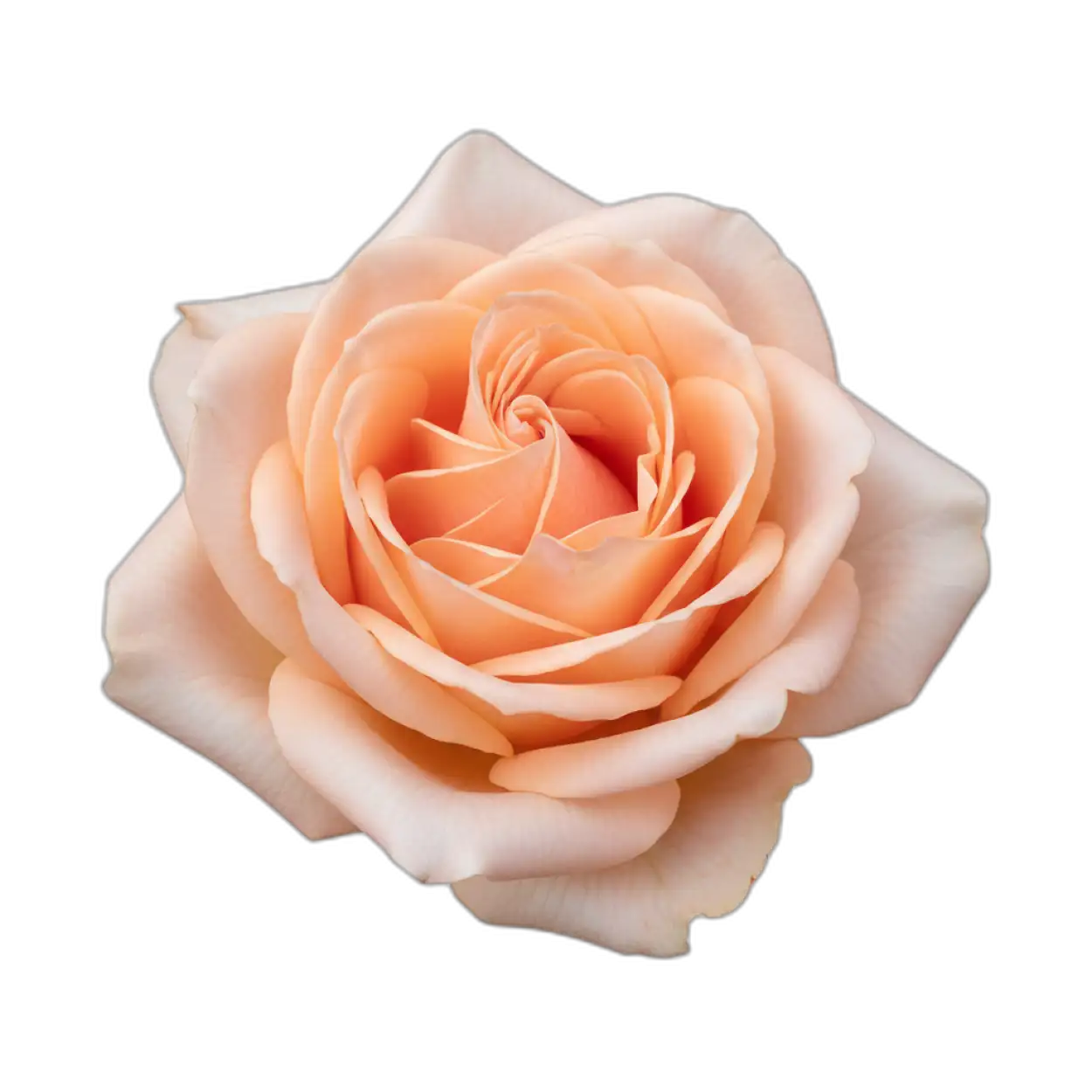 rose png floral element