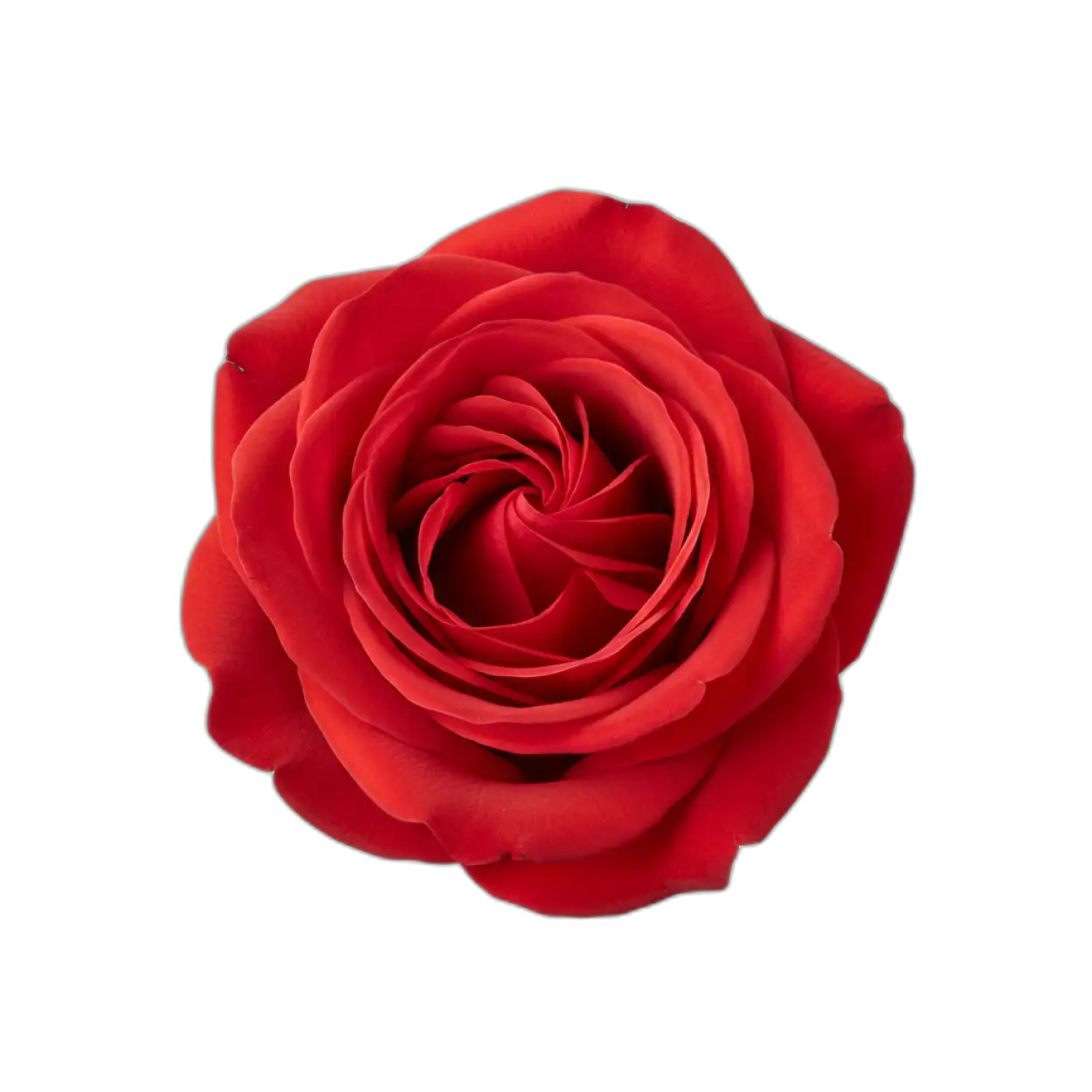 rose png for logo design