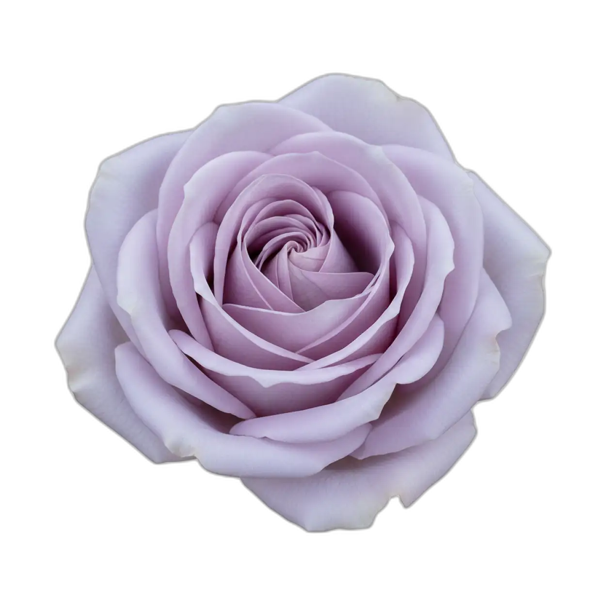 smooth stem rose png premium flower image