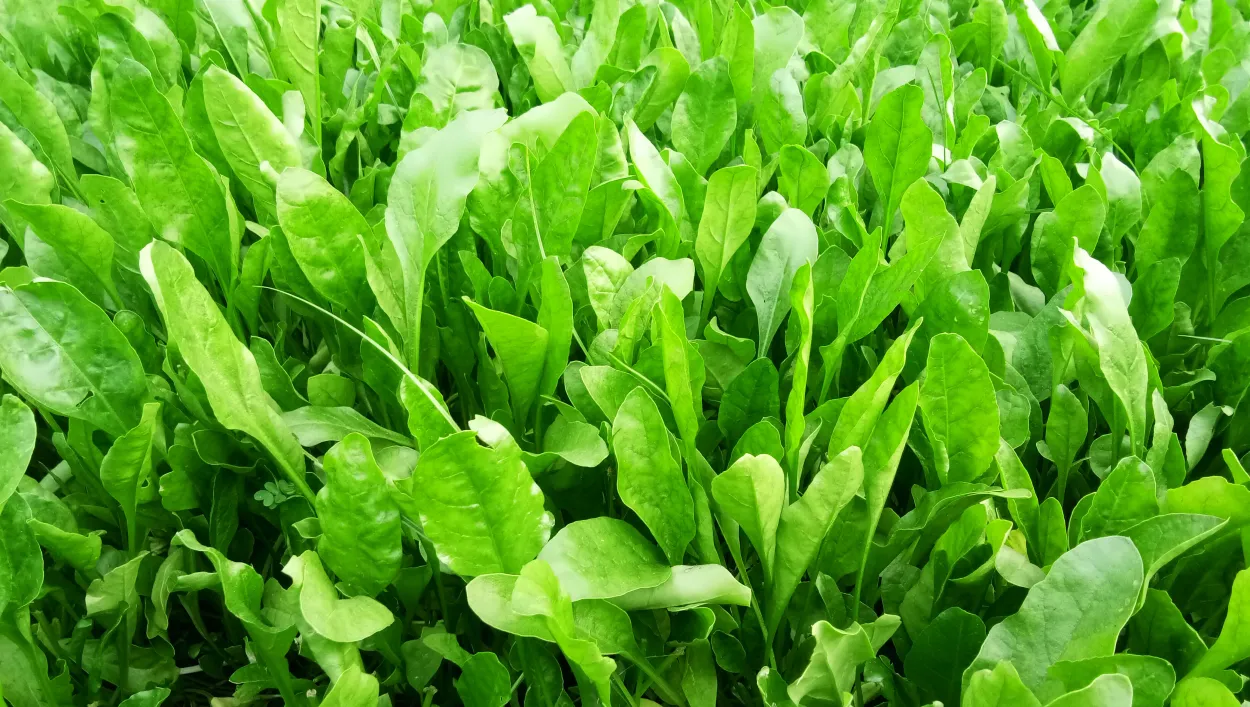 Spinach Leaf Green Colorful Background Green Background