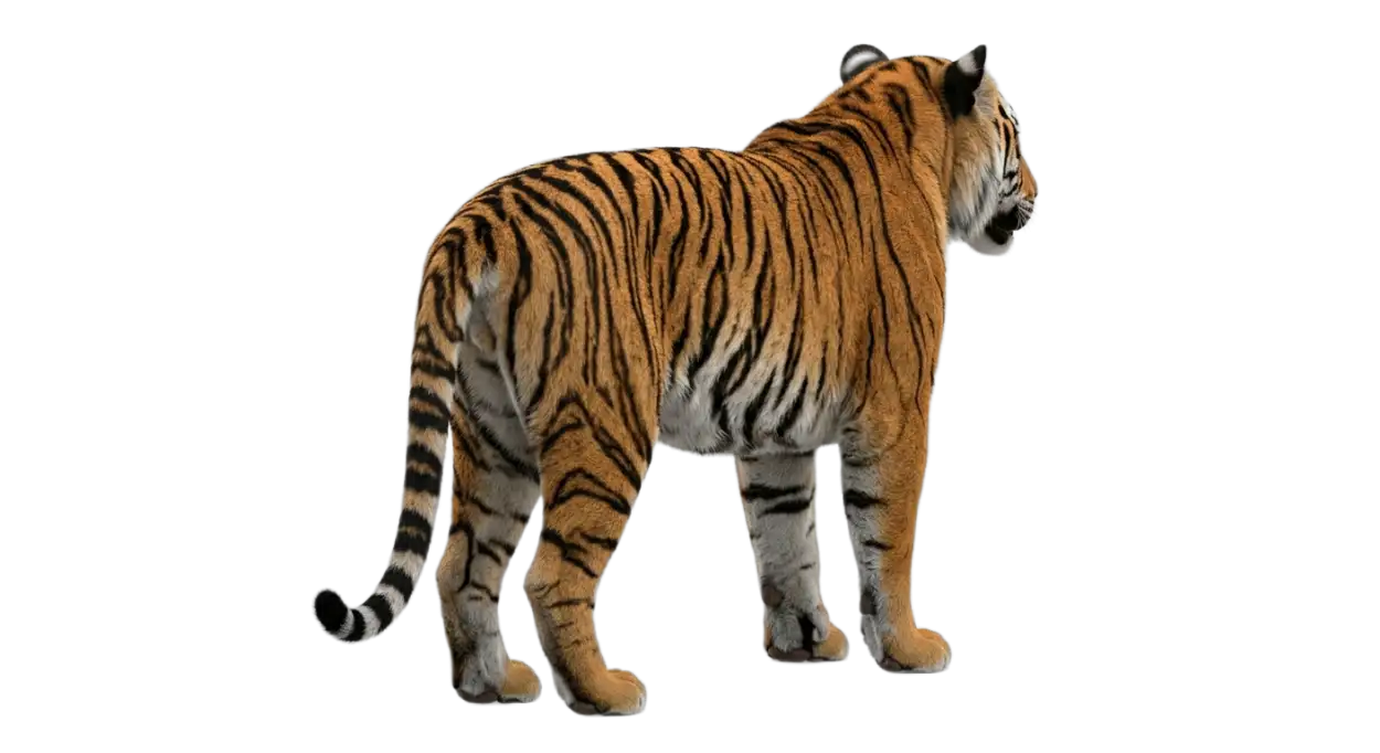 Free Download Tiger Full Body Png Transparent - High Quality Tiger Png Transparent PNG