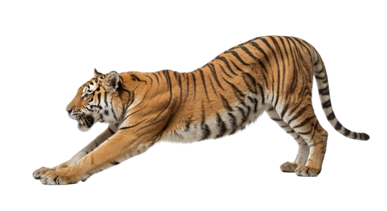 Free Download Tiger Jumping Png Transparent - High Quality Tiger Png Transparent PNG