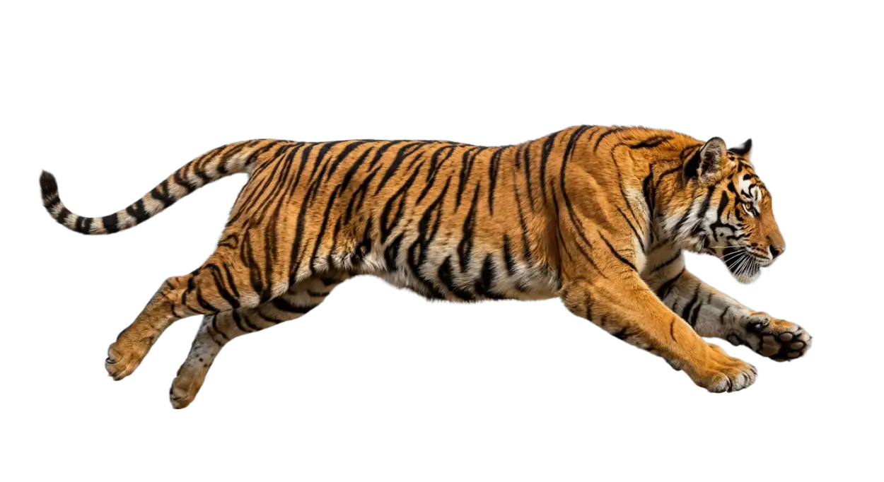 Free Download Tiger Transparent Png Free Download - High Quality Tiger Png Transparent PNG