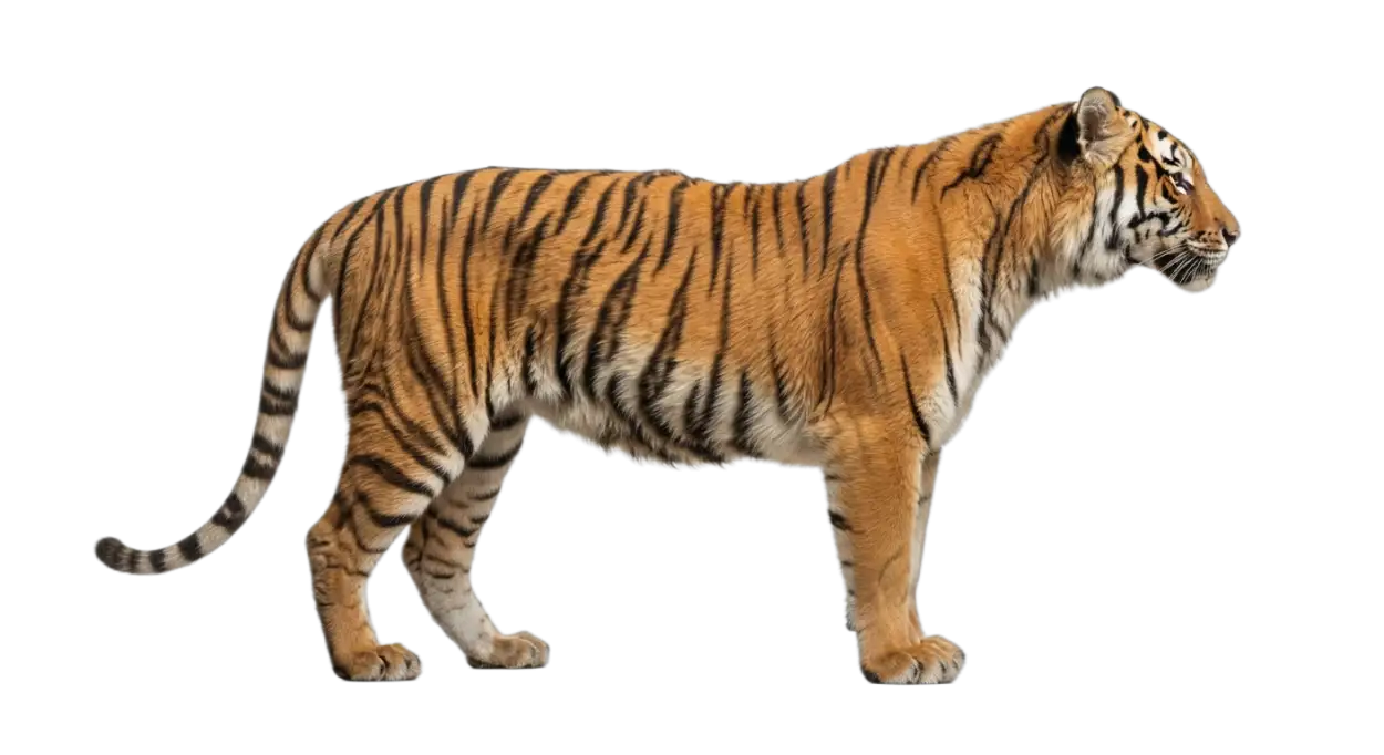 Free Download Tiger Walking Png Transparent - High Quality Tiger Png Transparent PNG