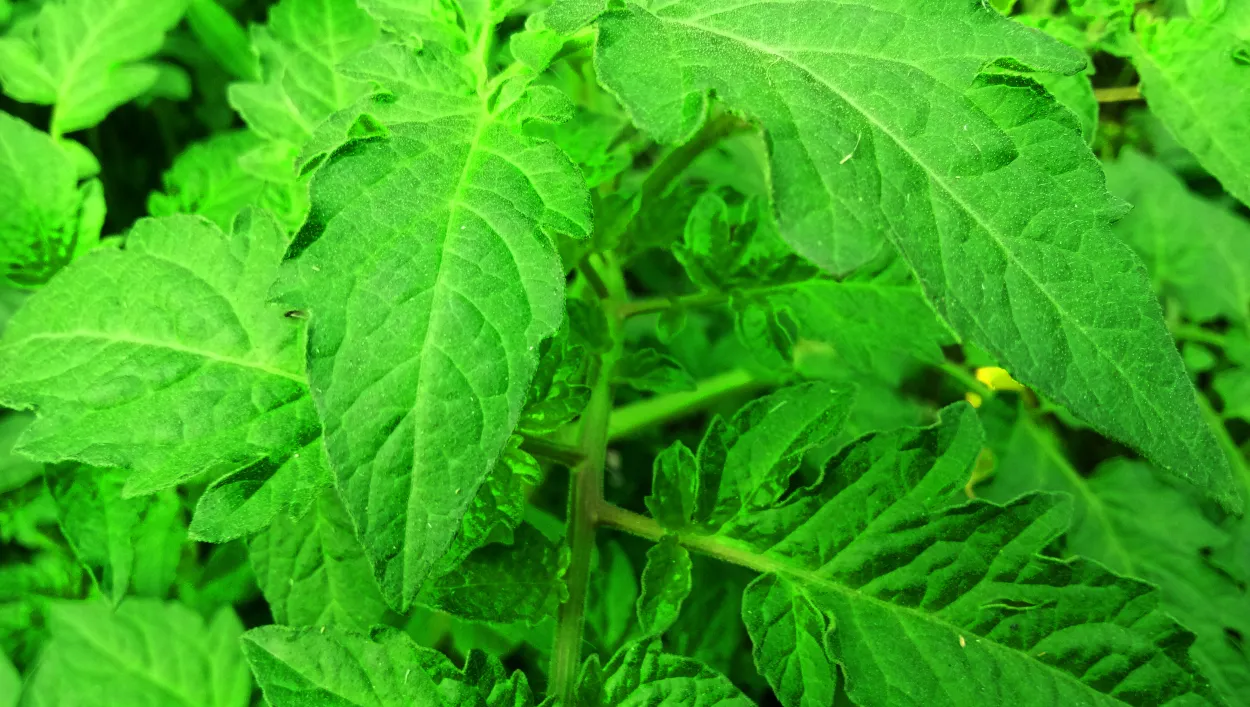 Tomato Tree Plant Leaf Green Background Nature Background